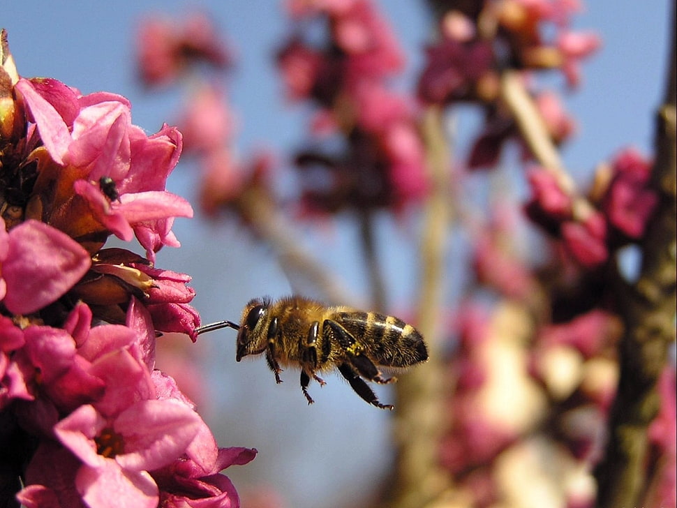 yellow Honeybee beside red petaled flower HD wallpaper